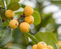 A melhor e mais completa fruta (pode ser usada da folha à semente) para limpar o fígado e rejuvenescer a pele