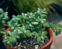 Coloque agora essa planta atrás da porta se você quer atrair prosperidade, segundo o Feng Shui