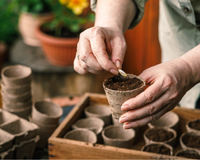 Plante essas três sementes ainda em dezembro para ter o jardim muito florido neste verão sem sacrifício