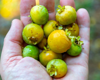 Tem perfume intenso, sabor marcante e cresce em árvores das cidades: descubra essa fruta que é um tesouro da Mata Atlântica no TudoGostoso