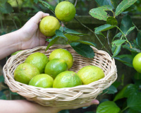 Pimenta-do-reino no limoeiro: por que você deve usar esse truque e como fazê-lo