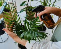 Minhas plantas sempre morriam: descobri o erro simples que estava matando todas sem perceber