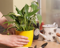 Com apenas 1 mudança no local do vaso, essa planta comum passa a florir muito mais rápido