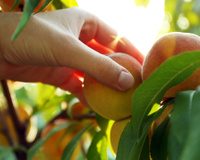 A primavera chegou: veja as melhores plantas para cultivar nesse período e aproveitar uma colheita farta