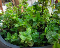 Fácil de cultivar, folha aromática rica em antioxidantes que ajuda na digestão cresce até em vaso pequeno em casa