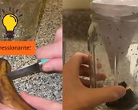 Adeus moscas de fruta na cozinha: truque simples é a solução para acabar com o problema na sua casa