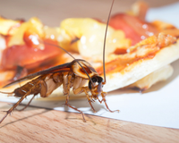 Depois que eu aprendi esse truque, nunca mais apareceu baratas na minha casa