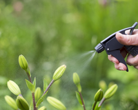 Suas plantas vão florescer rapidamente com esse adubo que só precisa de 2 ingredientes