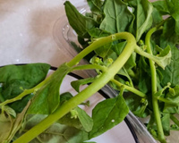 Pode comer o talo do espinafre ou só as folhas? Descubra o que fazer!