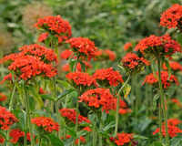 Linda como rosa, forte como erva daninha: a flor dos sonhos de qualquer quintal