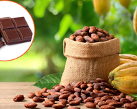 Mars se une a cientistas para que o chocolate não acabe até 2050: como a dona do Twix e Snickers pode evitar o fim do cacau no mundo