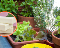 É por isso que os jardineiros colocam pedaços de sabão nas plantas: resolve muitos problemas sem veneno!