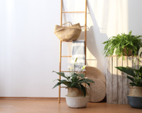 Nada de casa seca: essas são as plantas que vão deixar o ambiente mais úmido