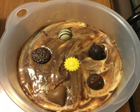 Mousse de maracujá com cobertura cremosa de chocolate