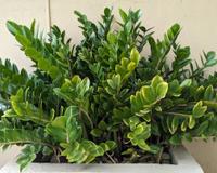 É assim que os japoneses regam as suas zamioculcas: depois de alguns dias, a sua planta estará forte e bem verdinha