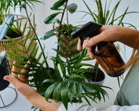 As melhores opções de plantas que você pode ter se mora em apartamento, não exigem muito cuidado e decoram o ambiente