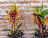 Jardim colorido: conheça 10 espécies de plantas sem folhas verdes para cultivar em casa