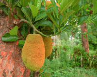 Maior fruta de árvore do mundo, a jaca impressiona no tamanho e nos benefícios à saúde, mas nunca descanse sob uma jaqueira!