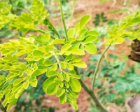 Planta pouco conhecida no Brasil é a escolha ideal para desintoxicar o fígado e o intestino