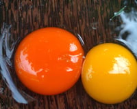 Por que a gema do ovo às vezes é amarela e às vezes laranja? Descubra no TudoGostoso!