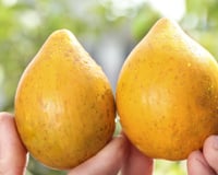 Tem polpa dourada com sabor de doce de leite, mas quase ninguém conhece: essa fruta exótica tem benefícios para a saúde e cresce bem em clima tropical