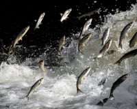 Salmões selvagens nadam o dobro da distância sob o efeito da cocaína presente em lagos e rios