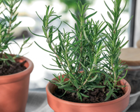 Nem no chá, nem em receitas: truque com alecrim para afastar mosquitos e aromatizar a casa