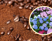 Veja como o café pode manter as suas hortênsias longe de pragas