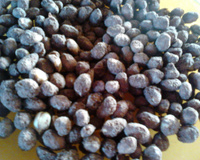 Amendoim açucarado de micro-ondas