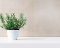 Tempero versátil é um dos mais fáceis de plantar em casa: é resistente a quase tudo, mas não deve ser colocado ao lado desta outra planta