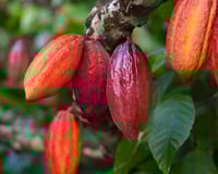 Como cultivar cacau em casa e produzir seu próprio chocolate: mesmo se você mora na cidade e tem pouco espaço