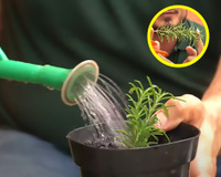 Como ter um pé de alecrim bem cheio em casa: jardineiro revela os segredos para cultivar a erva aromática do jeito certo