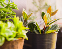 35 plantas que amam sol para cultivo em jardim, varanda ou vaso, segundo jardineira experiente