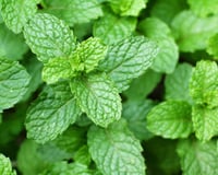 Plantas aromáticas que as pessoas adoram e são um pesadelo para as baratas. Se sua casa está infestada de baratas, você precisa plantar essas!