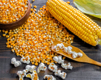 Receitas com milho: tem bolo, sorvete, pipoca, canjica, polenta, pamonha, angu e muito mais!