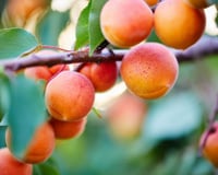 5 etapas para transformar um simples caroço de damasco em uma árvore de damasco