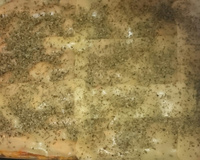 Penne com tirinhas de calabresa defumada ao molho branco e vermelho