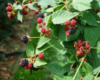 Folha de amora: para que serve, benefícios e como preparar um delicioso chá com essa fruta