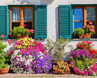 Não espere abril acabar: essas são as melhores flores para plantar agora e florescer durante a primavera e verão