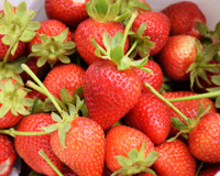 Tudo sobre morango: benefícios, como plantar em casa e receitas deliciosas