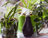 Como cuidar das suas plantas: confira as dicas