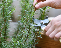 11 ervas que você pode cultivar em casa para temperar os pratos e aproveitar seus benefícios naturais