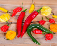 O guia essencial das pimentas brasileiras que todo amante de picância deveria conhecer