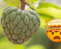 Essa fruta esquecida na feira é um superalimento que pode diminuir o crescimento de câncer, mas que tem contraindicações