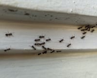 O que significa ter formigas em casa mesmo quando o ambiente está limpo e organizado?