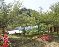 Quer sombra em pouco tempo no seu jardim? Essa árvore cresce MUITO rápido forma uma copa linda