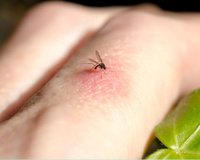 Com as chuvas e o calor, é normal ter mosquitos em casa se você não tem essas plantas para afastá-los naturalmente