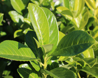 Tempera, ajuda na digestão e ainda atrai prosperidade: aprenda a plantar louro em casa para usufruir de todos os benefícios da erva aromática