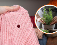 5 plantas para expulsar as traças de casa sem veneno e sem químicos