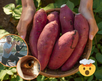 Benefícios da batata-doce: alimento fit gera saciedade, diminui colesterol, protege os olhos e muito mais!
